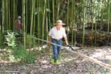 8メートルの稲架横棒の竹を伐りだす.jpg